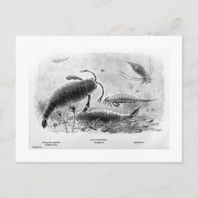 Cartão Postal Cartaz de arte dos escorpiões-do-mar (Frente)