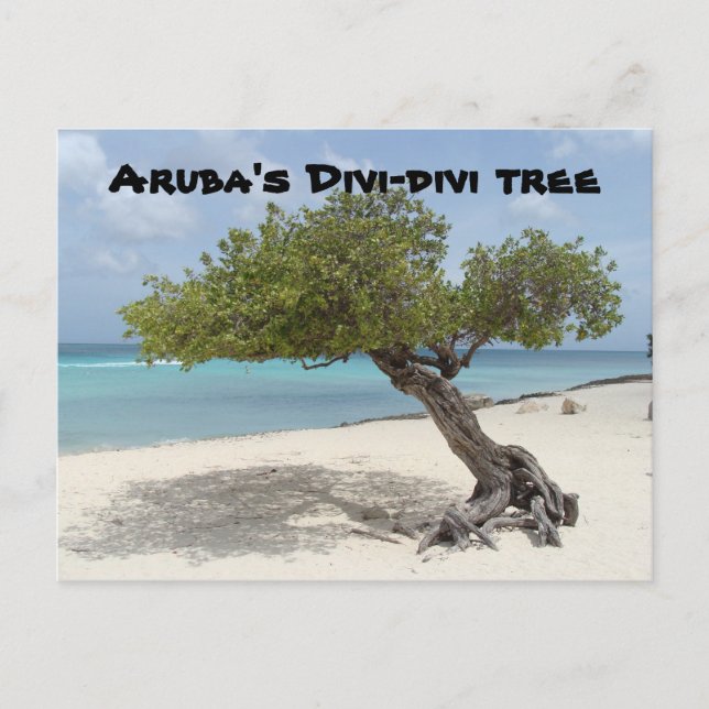 Cartão Postal Cartaz de árvore Divi-divi de Aruba (Frente)