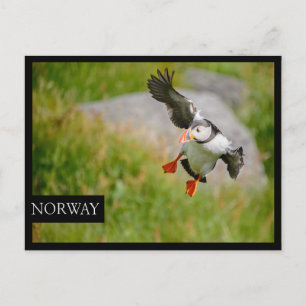 Cartão Postal Cartaz de bordo negro voador de Puffin do Atlânti