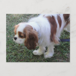 Cartão Postal Cartaz de cachorro bonito do Rei Carlos Cavalier