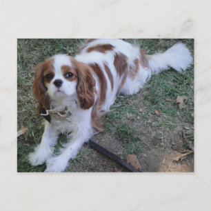 Cartão Postal Cartaz de cachorro bonito do Rei Carlos Cavalier