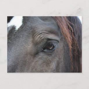 Cartão Postal Cartaz de cavalo Percheron