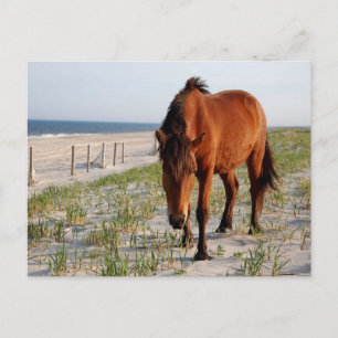 Cartão Postal Cartaz de Cavalo Selvagem, Cartão-postal da Ilha 