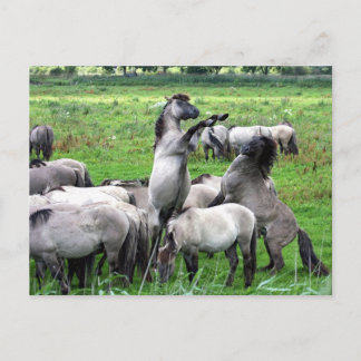 Cartão Postal Cartaz de cavalos selvagens konik