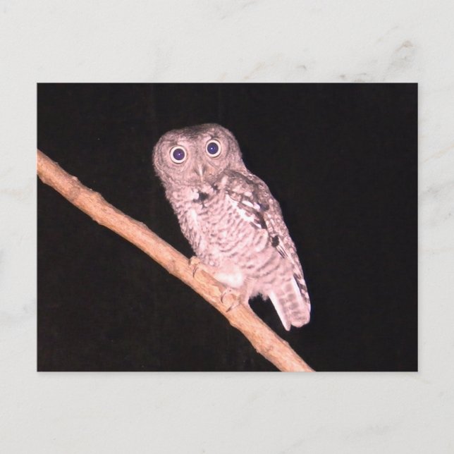 Cartão Postal Cartaz de coruja (Frente)