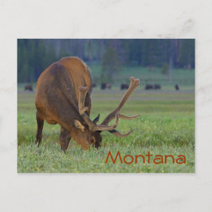 Cartão Postal Cartaz de couro de Montana