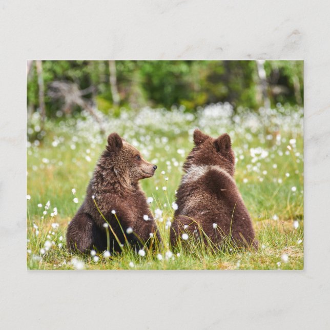 Cartão Postal Cartaz de dois amigos (Frente)