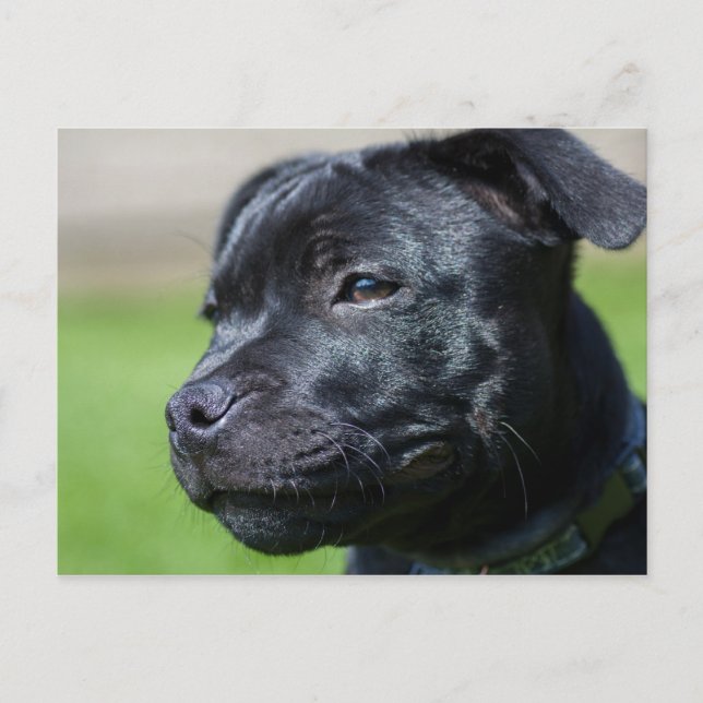 Cartão Postal cartaz de equipe do Condado de bullterrier (Frente)