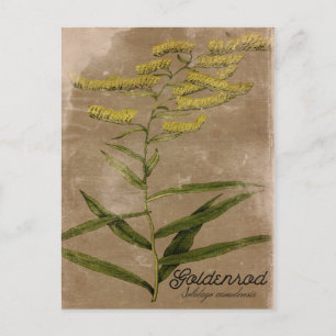 Cartão Postal Cartaz de Flor Goldenrod do Estilo de Vintagem