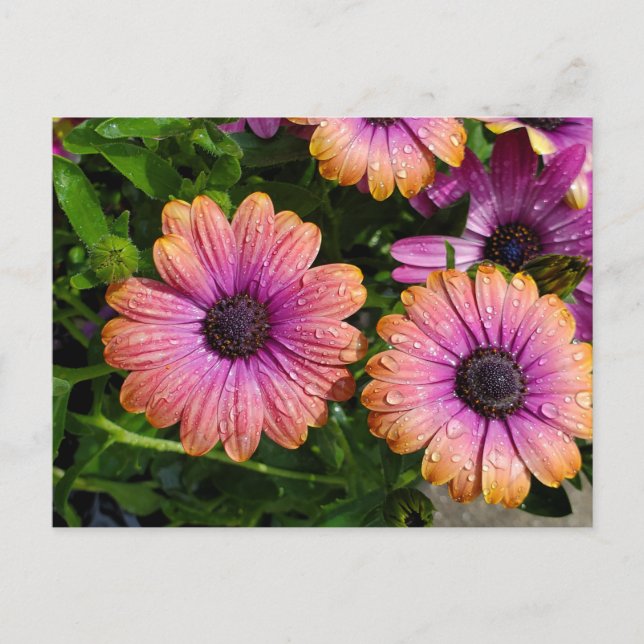 Cartão Postal Cartaz de flores de verão (Frente)