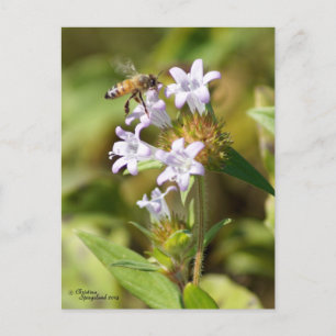 Cartão Postal Cartaz de flores rosa voador de abelhas