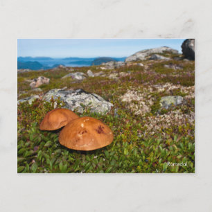 Cartão Postal Cartaz de foto da paisagem de montanha. Noruega