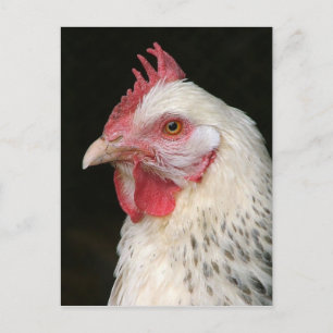 Cartão Postal Cartaz de frango Sussex