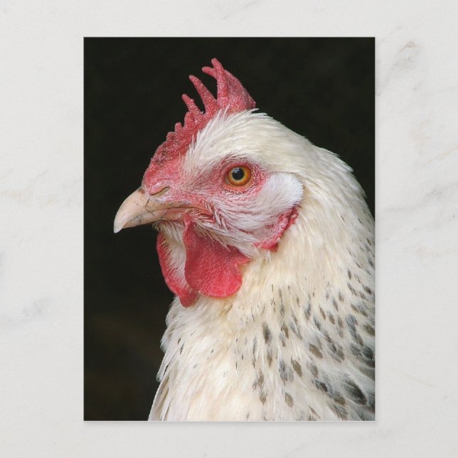 Cartão Postal Cartaz de frango Sussex (Frente)