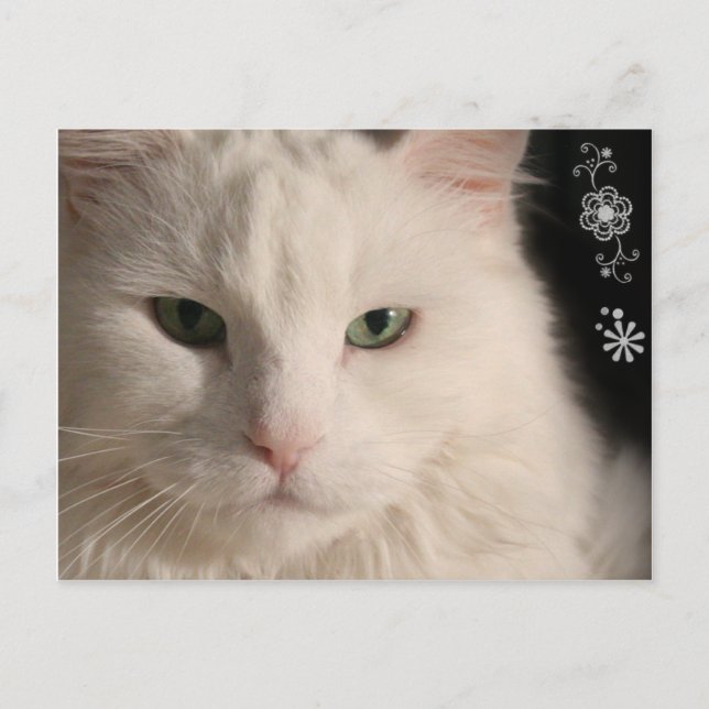 Cartão Postal Cartaz de gato branco de cabelo longo (Frente)