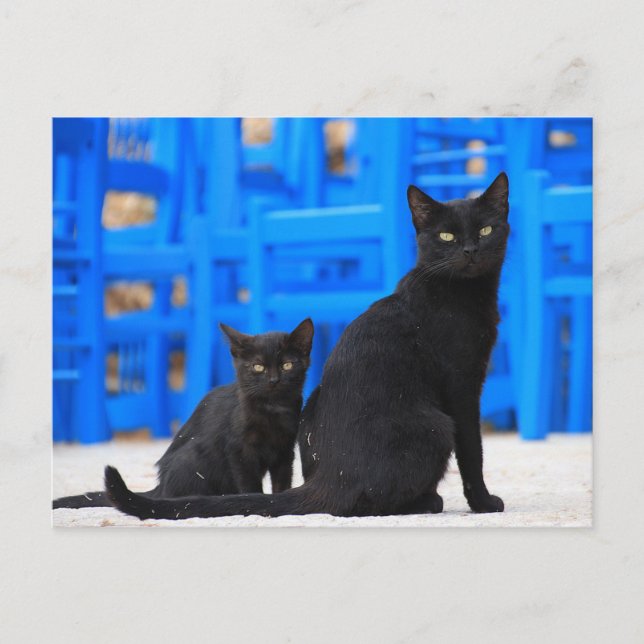 Cartão Postal Cartaz de gato-do-mato-preto (Frente)