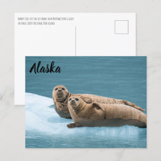 Cartão Postal Cartaz de Harbor Seals Kenai Fjords Alaska