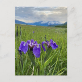 Cartão Postal Cartaz de Montanha Botânica de Flor Roxo do Alaska