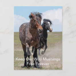 Cartão Postal Cartaz de Mustangs Selvagens para Sempre