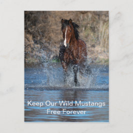 Cartão Postal Cartaz de Mustangs Selvagens para Sempre