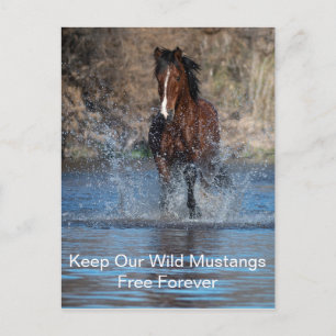Cartão Postal Cartaz de Mustangs Selvagens para Sempre