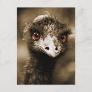 Cartão Postal Cartaz de Olhos Ostros