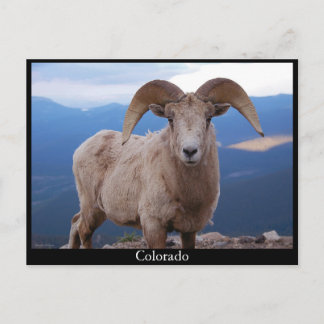 Cartão Postal Cartaz de ovelha, Colorado