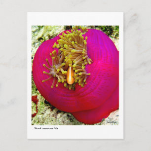 Cartão Postal Cartaz de peixe Anemone Skunk