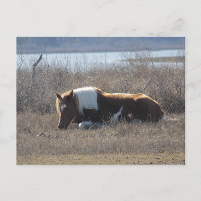 Cartão Postal Cartaz de pônei pacífico. (Frente)