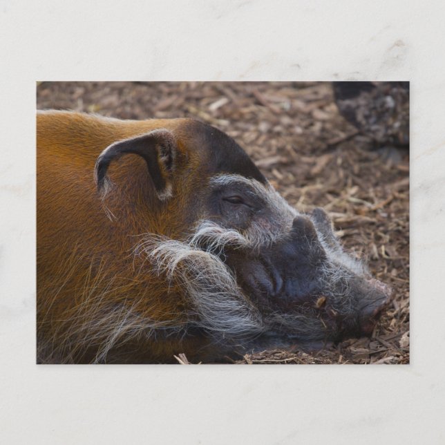 Cartão Postal Cartaz de porco vietnamita (Frente)