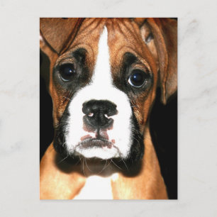 Cartão Postal Cartaz de pup boxer