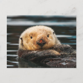 Cartão Postal Cartaz de Retrato de Lontra Mar Selvagem