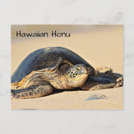 Cartão Postal Cartaz de Tartaruga do Mar Havaí