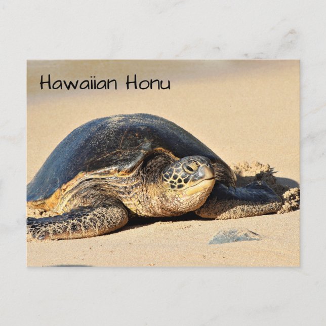 Cartão Postal Cartaz de Tartaruga do Mar Havaí (Frente)