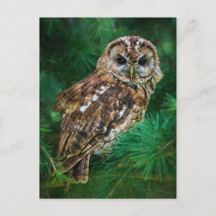 Cartão Postal Cartaz de tawny owl em uma árvore de abetos