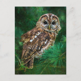 Cartão Postal Cartaz de tawny owl em uma árvore de abetos