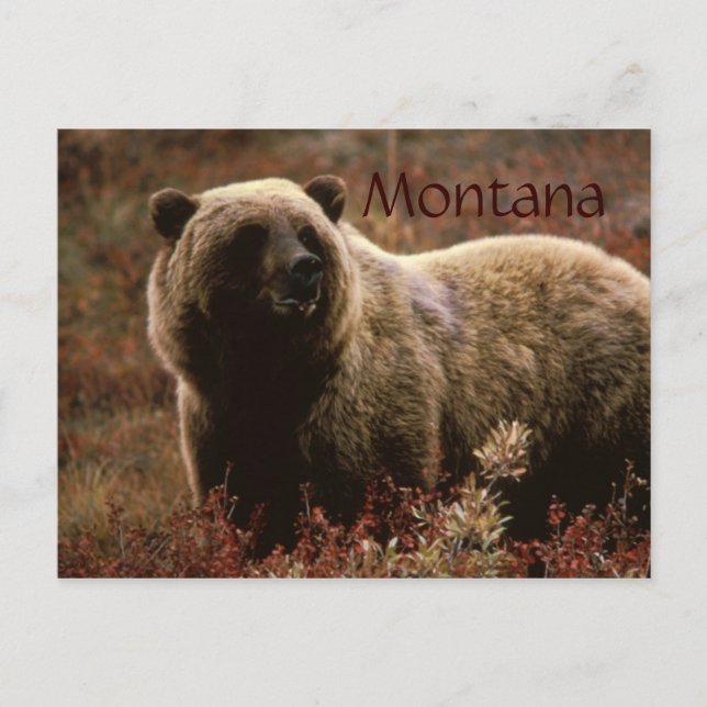 Cartão Postal Cartaz de urso pardo de Montana (Frente)