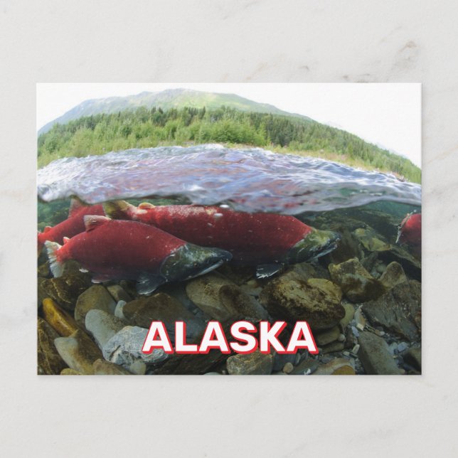 Cartão Postal Cartaz do Alaska Sockeye Salmon (Frente)