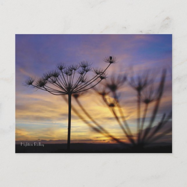 Cartão Postal Cartaz do Autumn Sunset Echoes (Frente)