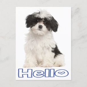 Cartão Postal Cartaz Do Cachorro Do Puppy Puppy Havanese, Black 