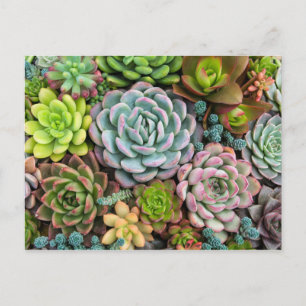 Cartão Postal Cartaz do Cactus Succults