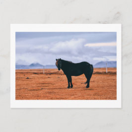 Cartão Postal Cartaz do cavalo islandês preto iônico