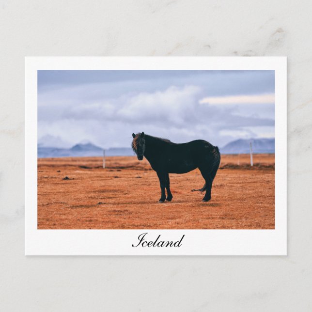 Cartão Postal Cartaz do cavalo islandês preto iônico (Frente)
