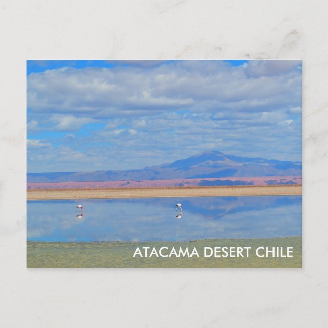 Cartão Postal Cartaz do Deserto de Atacama, Flamingo Chile (Frente)