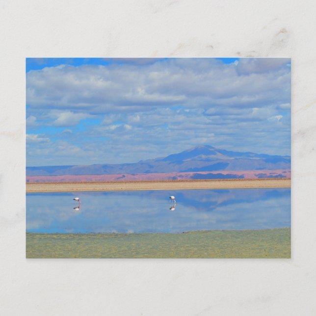 Cartão Postal Cartaz do Deserto de Atacama, Flamingo Chile (Frente)
