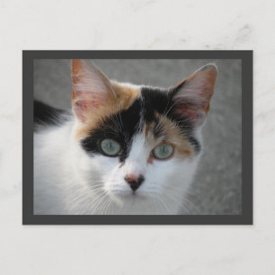 Cartão Postal Cartaz do gato Calico
