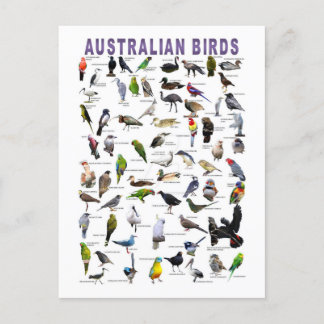 Cartão Postal Cartaz do gráfico de aves australianas