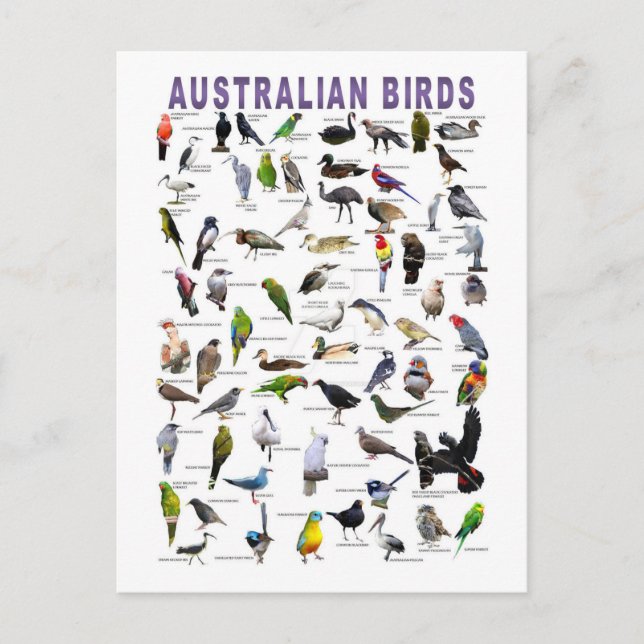 Cartão Postal Cartaz do gráfico de aves australianas (Frente)