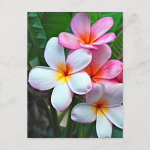 Cartão Postal Cartaz do Havaí Hibiscus Flower