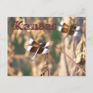 Cartão Postal Cartaz do Kansas: Dragonflies